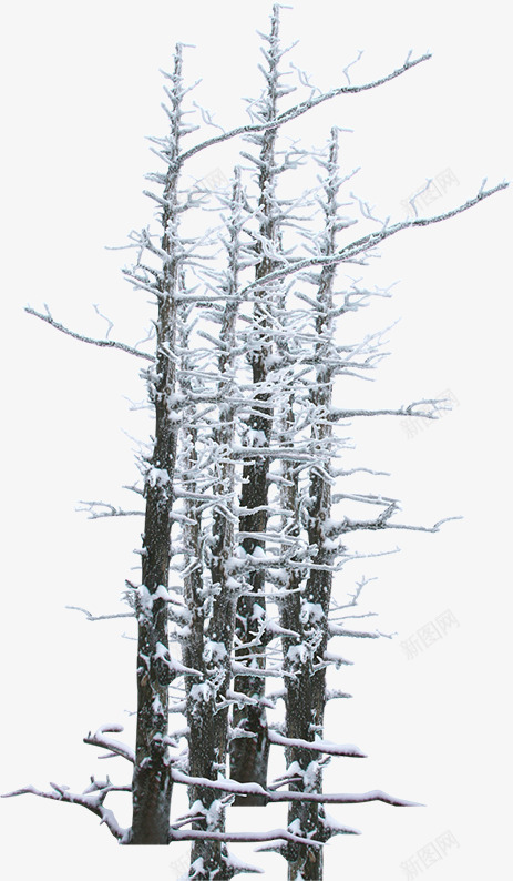 冬季树枝雪花风景png免抠素材_新图网 https://ixintu.com 冬季 树枝 雪花 风景