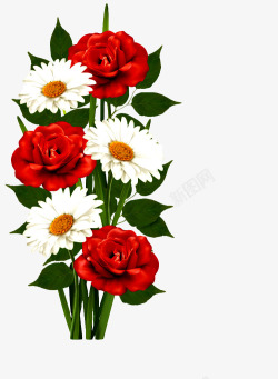 红玫瑰白菊花手绘素材