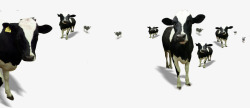 母奶牛矢量母奶牛群高清图片