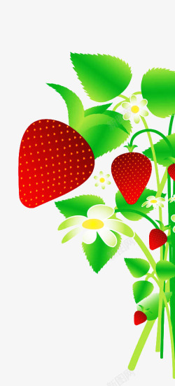 丰收草莓树叶子梗扁平草莓高清图片