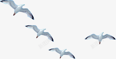 飞翔的海鸥png免抠素材_新图网 https://ixintu.com 大海 天空 海鸥 美丽的 羽毛 翅膀 飞翔的