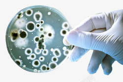 显微镜元素培养皿中的细菌高清图片
