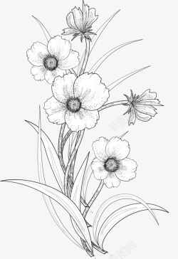 素描盆栽花朵图案素材