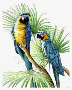 热带树枝蓝色鹦鹉高清图片