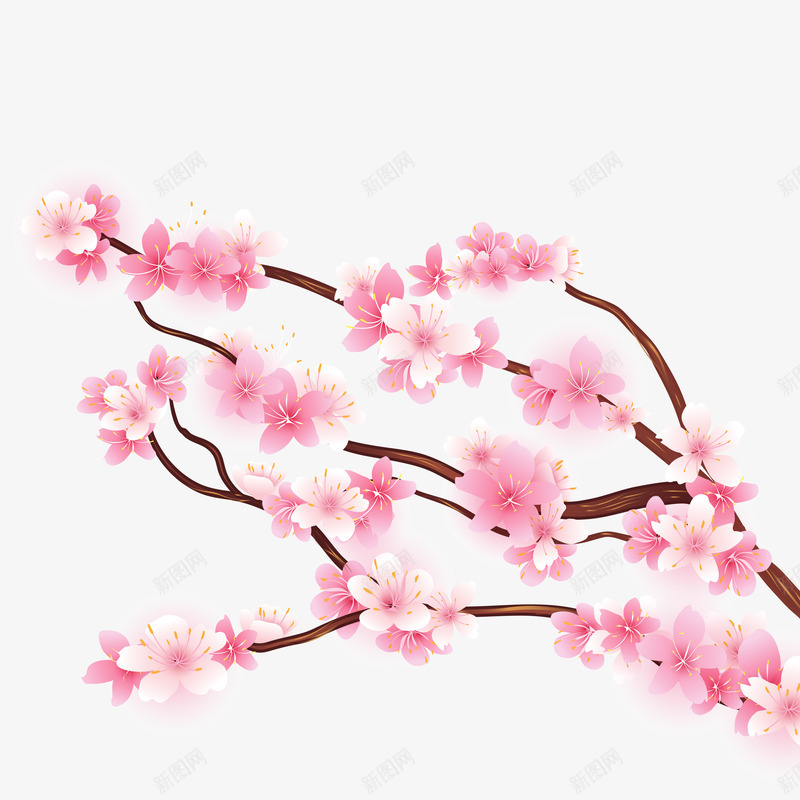 樱花png免抠素材_新图网 https://ixintu.com 樱花 背景装饰 花卉 花朵