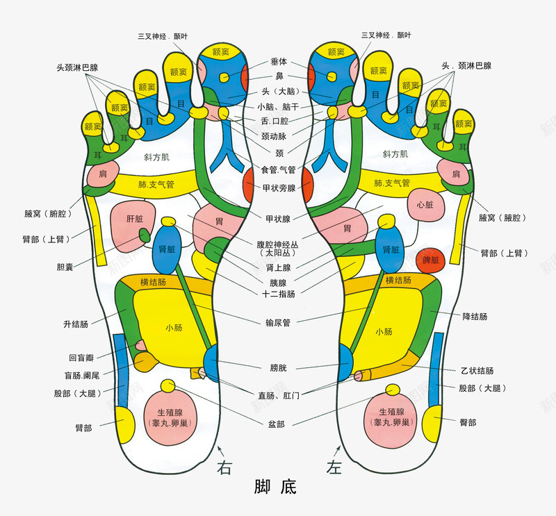 人体足底色彩穴位图png免抠素材_新图网 https://ixintu.com 中医 人体 人体穴位 养生 明点 粉嫩足底 脚底穴位 色彩穴位图 足底