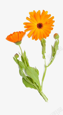 橙色金盏花png免抠素材_新图网 https://ixintu.com 化妆品装饰 植物 橙色 金盏花 鲜花