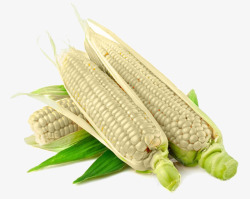 白玉米棒高清图三根儿纯天然白玉米棒高清图片