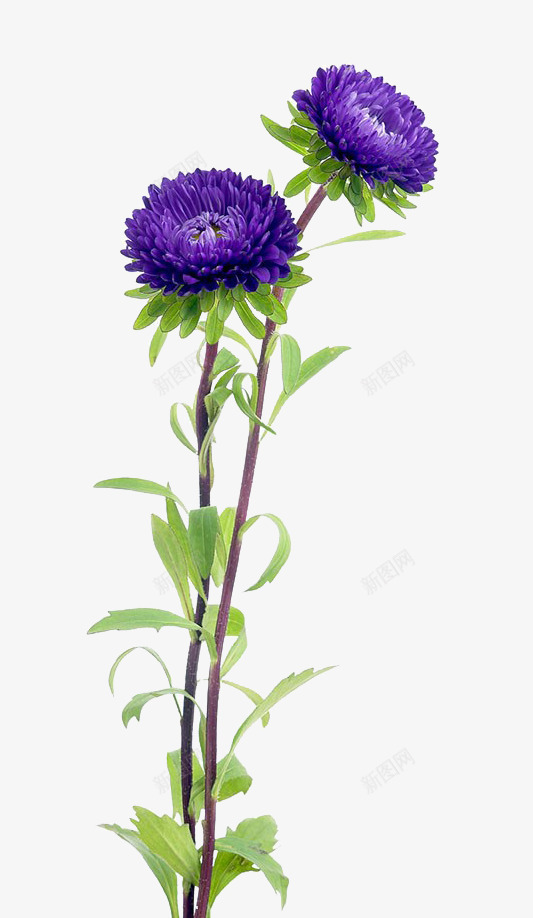 紫色中国风菊花植物png免抠素材_新图网 https://ixintu.com 国风 植物 紫色 菊花