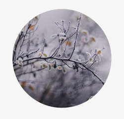 霜降节气下霜树叶banner树叶上的雪花霜降节气高清图片