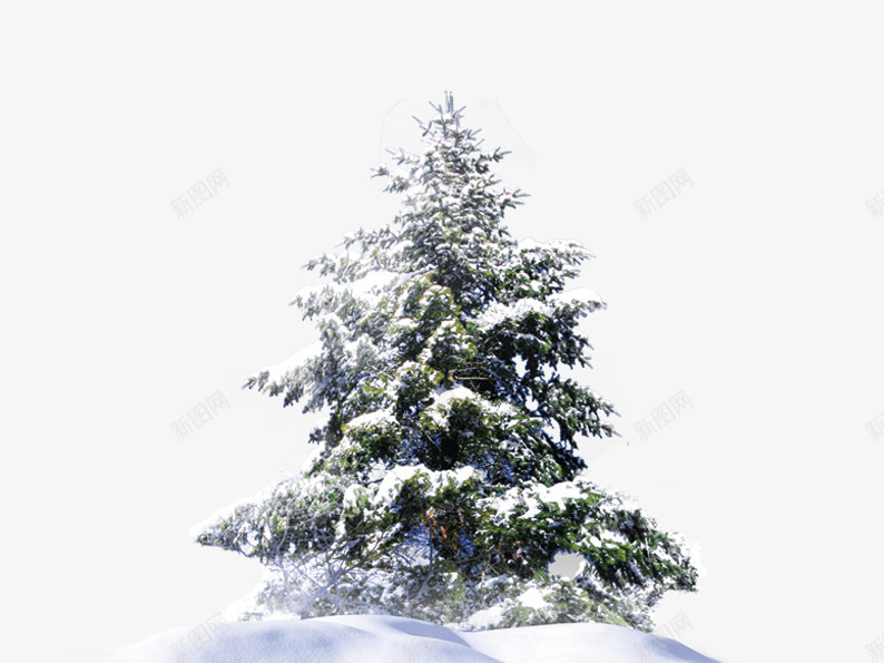 雪堆里的树png免抠素材_新图网 https://ixintu.com 下雪 冬季 柏树 白色 绿色 雪地 雪花