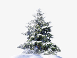 雪堆雪堆里的树高清图片