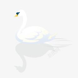 白色游水鸭子游泳的鸭子高清图片