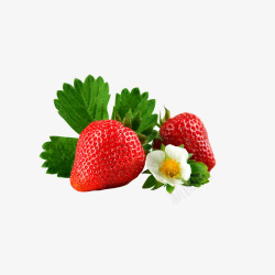 草莓和花素材