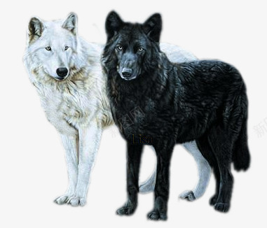 雪地里的狼png免抠素材_新图网 https://ixintu.com 成双成对 白色 雪地狼群 雪狼 黑色
