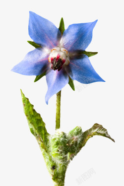 蓝色草本植物带梗的琉璃苣实物素材