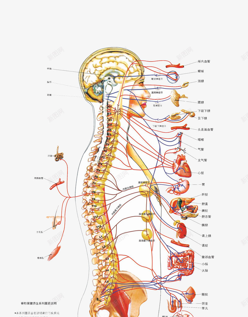 人体骨骼png免抠素材_新图网 https://ixintu.com 人体 医学 医疗 彩线 矢量人骨 细线 骨骼说明