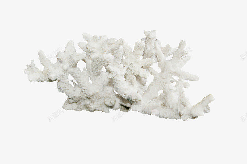 灰白色漂亮珊瑚png免抠素材_新图网 https://ixintu.com 漂亮珊瑚 灰白色珊瑚 珊瑚 珊瑚素材