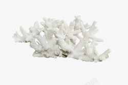 灰白色漂亮珊瑚素材