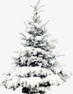 落雪的松树落雪松树高清图片