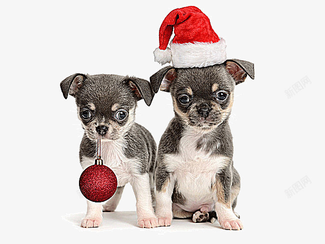 庆祝圣诞节的小狗png免抠素材_新图网 https://ixintu.com amp 创意 圣诞元素 圣诞节 宠物 宠物买卖 宠物医院 宠物犬 宠物狗 宠物猫 小狗 庆祝 装饰