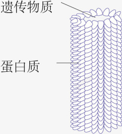 细胞剖面图烟草花叶病毒高清图片