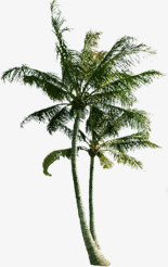 两颗椰子树海滩两颗椰子树高清图片