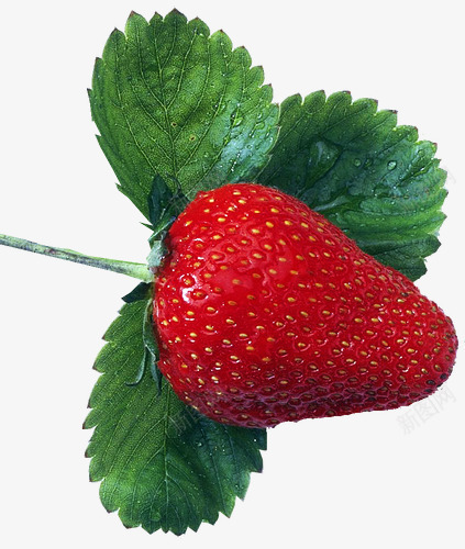 带露珠的草莓绿色叶子png免抠素材_新图网 https://ixintu.com 带露珠的草莓 绿色叶子