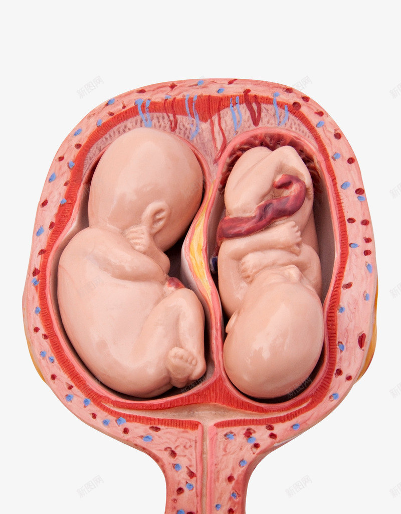 胚胎里的婴儿png免抠素材_新图网 https://ixintu.com 出生 婴儿 宝宝 小娃娃 新生儿 母婴 胎儿 胚胎 脐带 脐带血 诞生 降临