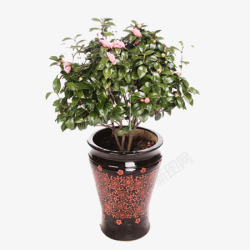 茶花盆栽素材