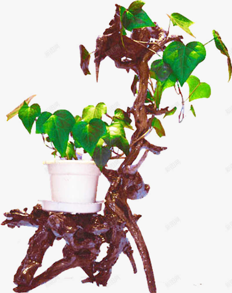 盆栽植物png免抠素材_新图网 https://ixintu.com 净化空气 室内 植物 盆景 盆栽 花卉