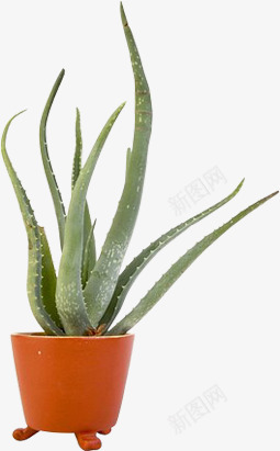 芦荟png免抠素材_新图网 https://ixintu.com 园林中的植物 植物 盆 盆栽 芦荟 花瓶 花盆