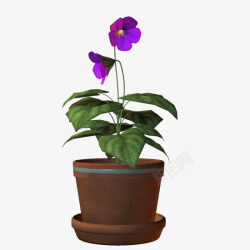 盆栽紫色小花素材