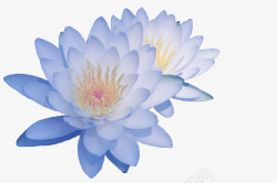蓝色莲花花朵素材