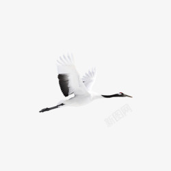 飞翔的鹤白色飞鹤高清图片