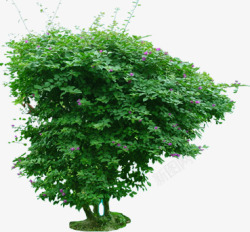 绿色植物大型盆栽素材