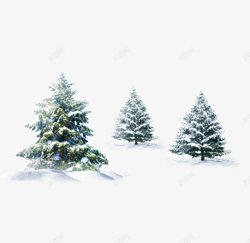 雪地里的松树png免抠素材_新图网 https://ixintu.com 冬 冬季 圣诞树 松树 雪地 雪花