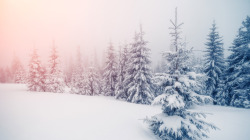 冬季阳光冬季阳光雪地树林高清图片