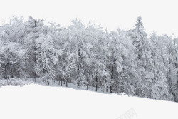 粉妆玉裹下雪的森林高清图片