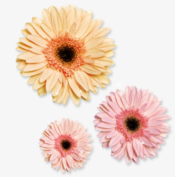 粉红色菊花菊花装饰图高清图片