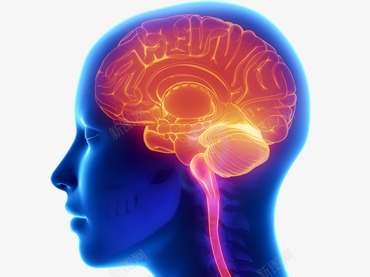 大脑png免抠素材_新图网 https://ixintu.com 人脑 人脑图 大脑 科技 透视的大脑