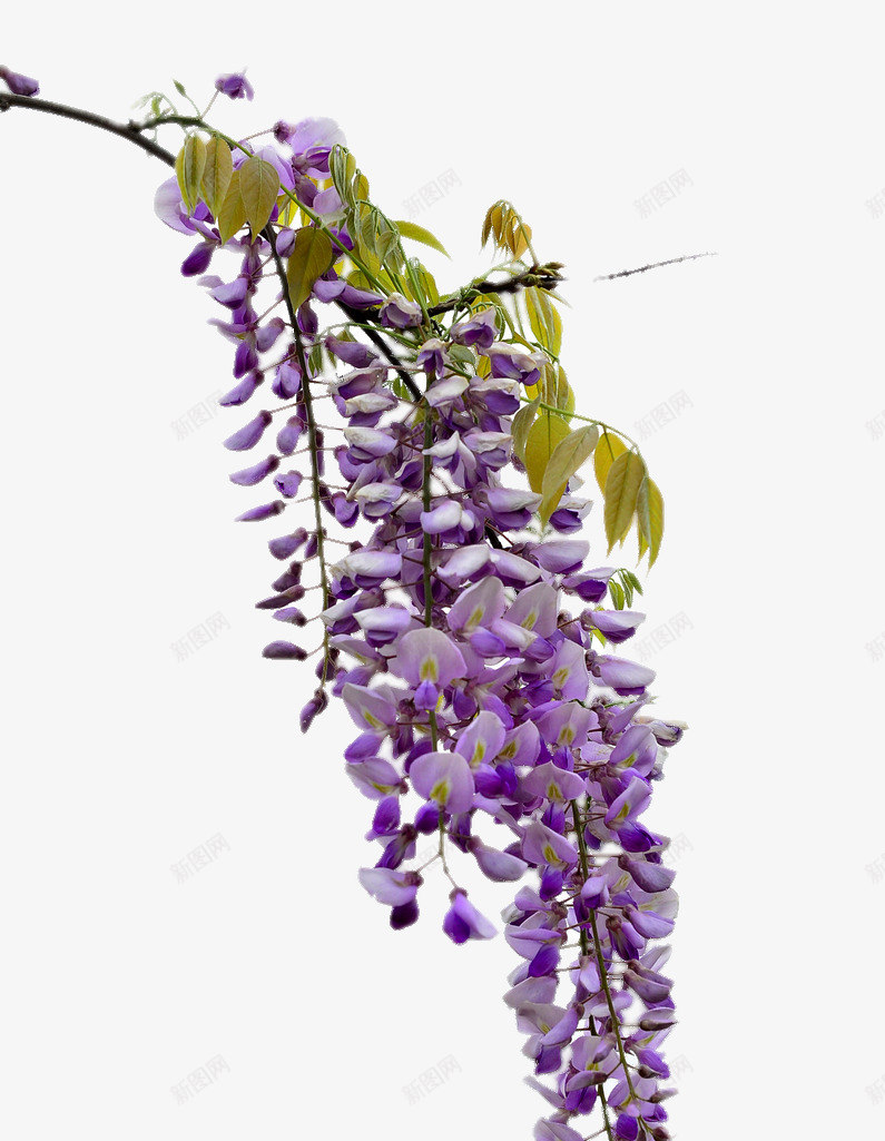 美丽的紫藤花png图片免费下载 素材0zkkewpeq 新图网 美丽的紫藤花png图片免费下载 素材0zkkewpeq 新图网