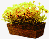 黄色花朵植物盆栽素材