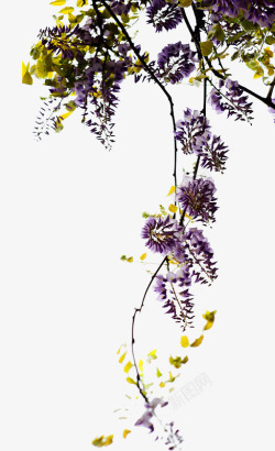 紫藤花树素材