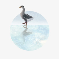 白色游水鸭子冬至小鸭高清图片