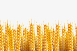 小麦相框麦穗背景高清图片