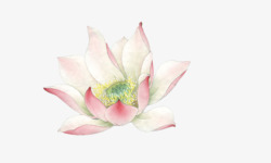 白色荷花莲花手绘植物素材