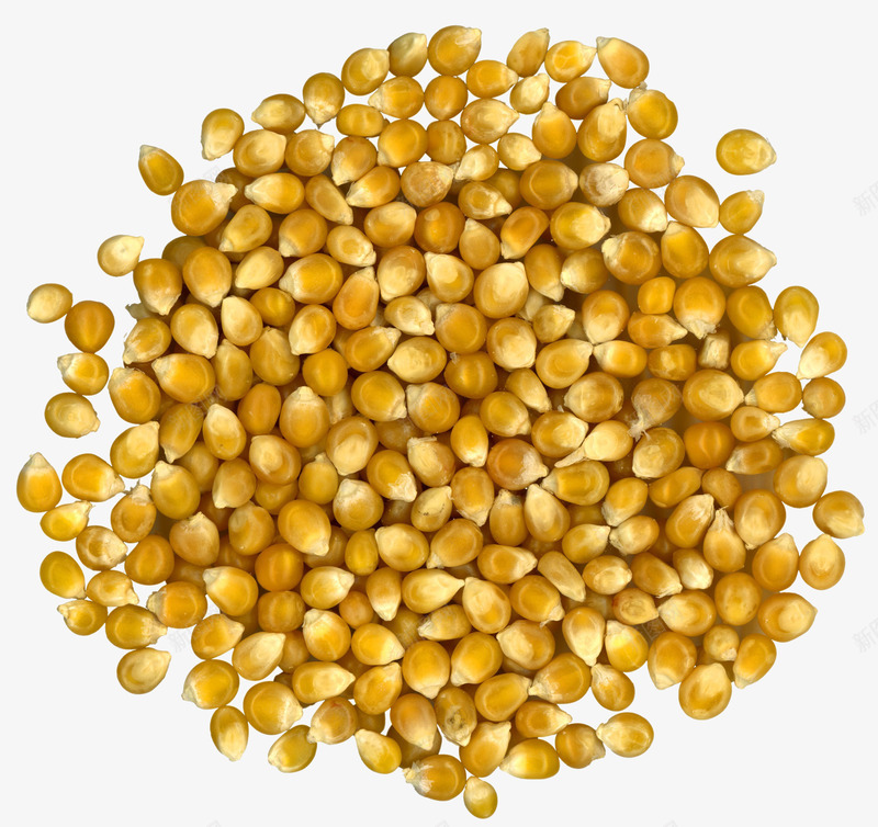 一堆黄色的玉米颗粒png免抠素材_新图网 https://ixintu.com 一堆 农作物 玉米 玉米堆 玉米棒 玉米粒 秋收 谷物 颗粒