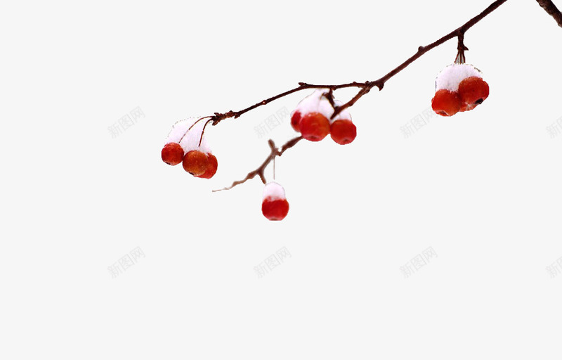 蔓越莓果png免抠素材_新图网 https://ixintu.com 果子 水果 积雪 红色 蔓越莓果