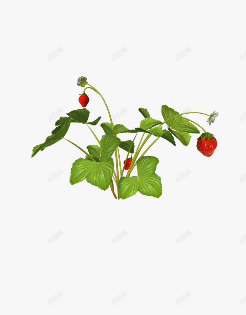 草莓果实png免抠素材_新图网 https://ixintu.com 果实 草莓 草莓果实 草莓树